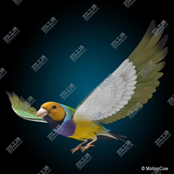 images/goods_img/20210312/Finch  Flying/3.jpg